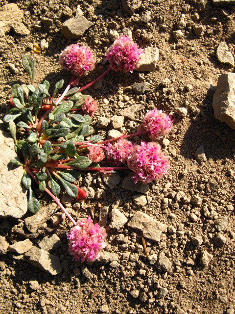 Pussypaw in Sonora Gap Spring, Pacific Crest Trail.